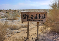 碧家国际社区 | 这片代表租客爱心的梭梭树，半年之后慢慢长大了