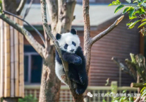 如果你只有3-4天，我会这样带你玩遍成都经典