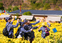 江西明月山：农旅融合玩出“新花样”千亩皇菊带来“遍地金”