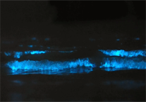 雅阁酒店集团|五一相约看蓝眼泪，入住平潭金永雅阁度假酒店