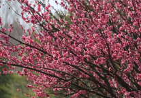 太白湖景区：新鲜的三月赏花攻略