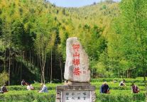 “仰山茶，发新芽！” 明月山约你去喊茶！