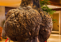 雅阁酒店集团|红木房雅阁璞邸酒店，会员有礼纵情畅享