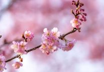 明月山的樱花开了，不去看看吗？