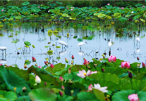 新增国家5A级旅游景区！来济宁微山湖旅游区赏万顷碧荷……