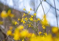 一下雪，云丘山景区就美成了童话…