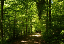 IHG洲际酒店集团加入蚂蚁集团“绿色能量行动”