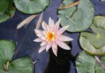 清明上河园景区于8月6日-12日向全国游客免费开放