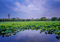 纵然四季变迁，昆明格林东方酒店带您邂逅如春华彩