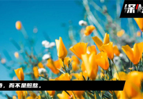 2022，景区的「春天」在哪里？