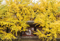 满地翻黄银杏叶，格林东方酒店邀您来成都街头走一走