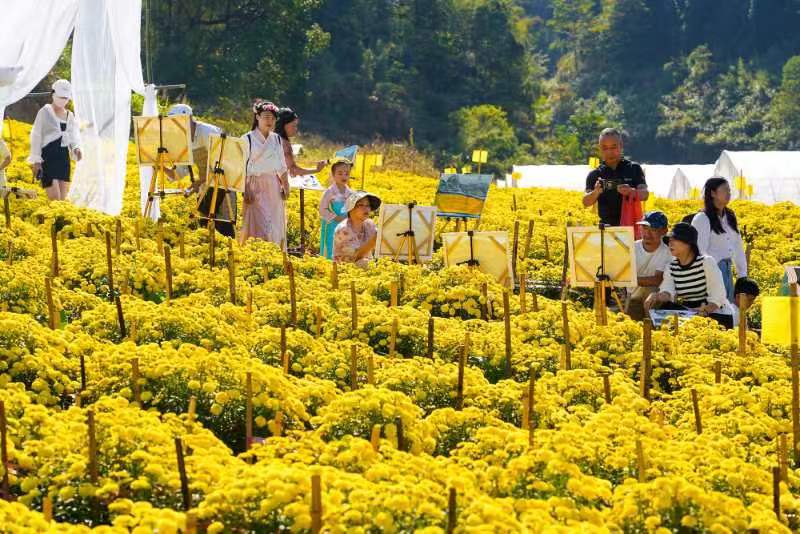 江西明月山：农旅融合玩出“新花样”千亩皇菊带来“遍地金”