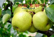 老店新装重新开业，更有新鲜翠冠梨隐藏吃法