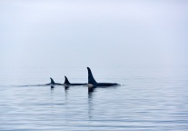 店小耳：度假酒店 掘·战--上门散客