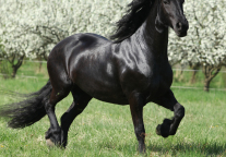 北京动物园11月22日起关闭室内场馆及大熊猫馆展区