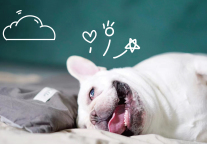 流浪隅宙| “笨笨”型小狗养成计划！