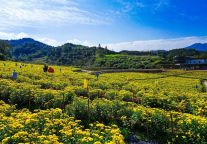 赏花、采摘、品美食，明月山景区千亩皇菊惊艳来袭！
