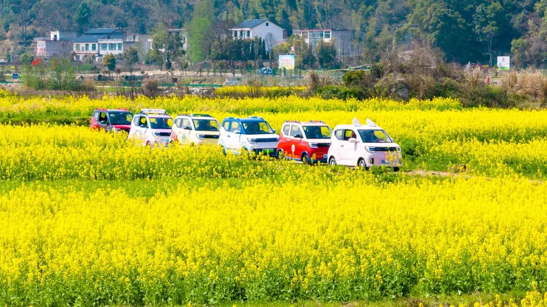 明月山网红打卡点全新上线，油菜花海点亮春天！