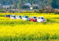 明月山网红打卡点全新上线，油菜花海点亮春天！