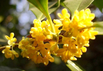 杭州：西湖景区晚桂次第盛开 “满陇桂雨”吸引游客