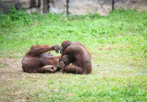 大连甘井子区城市动物园计划今年5月施工