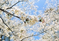 如果你错过了二月的早樱，那四月再来花海原居赏樱吧！