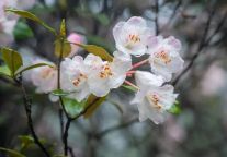女性免票！男性半价！明月山3·8女神节福利来啦~