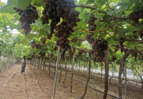 北京平谷万达锦华酒店：秋日采摘乐无边