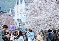 “繁樱宋韵宴 寻梦台州府”⑥ | 今天的江南最美古寺樱花道，人人人，美美美！