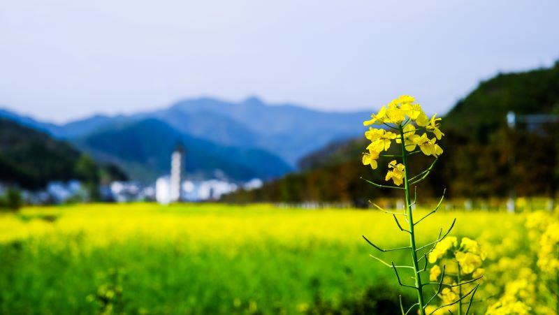 摄图网_500672408_江南春季油菜花田(企业商用).jpg