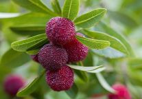 摘杨梅啦！来明月山景区栖心谷实现夏日杨梅自由！