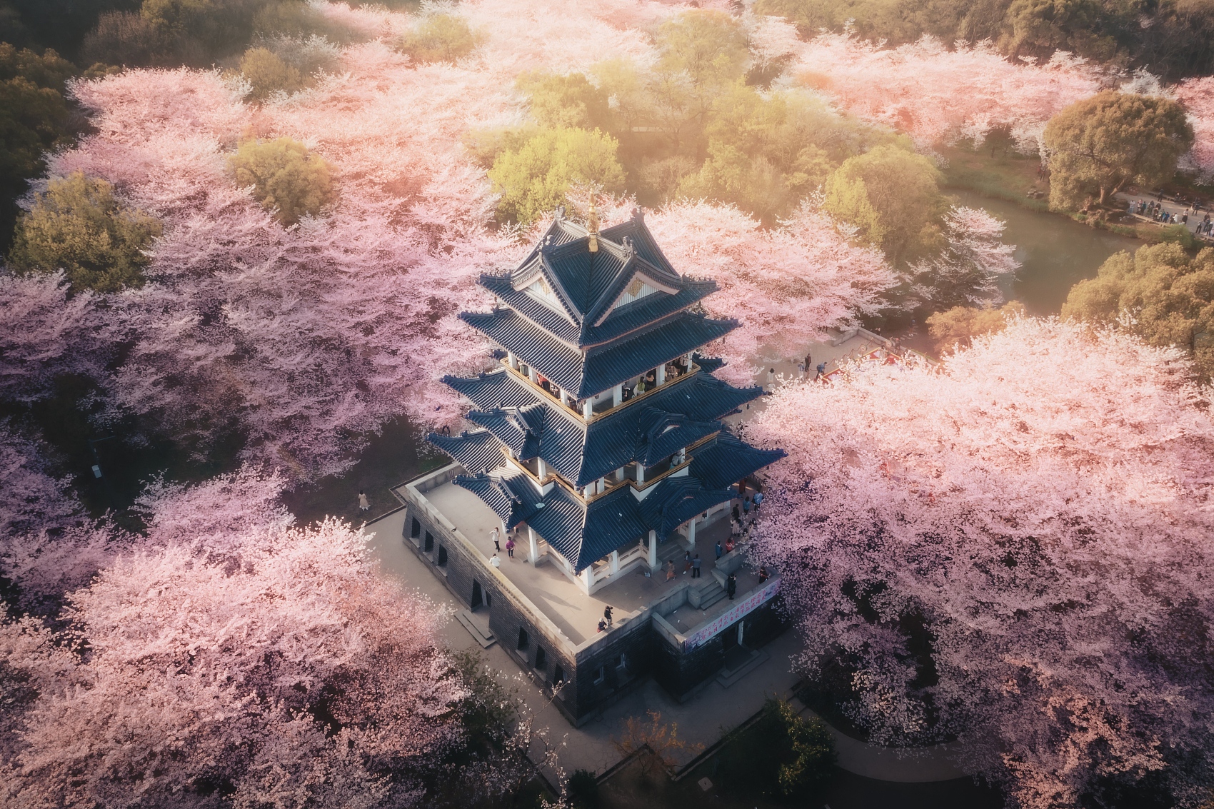 无锡樱花 鼋头渚.jpg