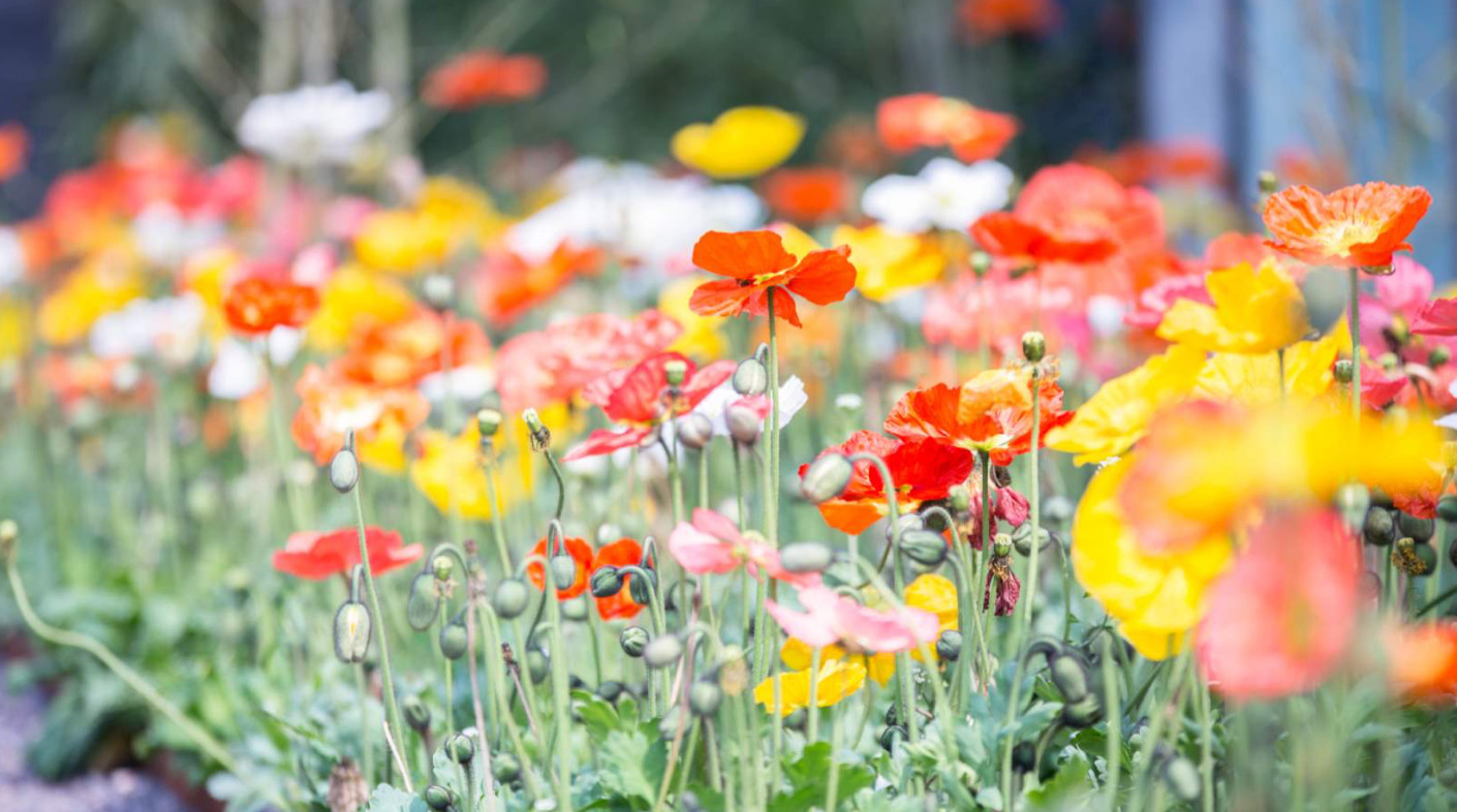 安仁古镇景区夏日繁花绽放