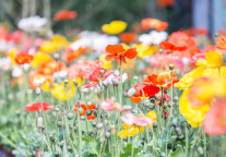 安仁古镇景区夏日繁花绽放