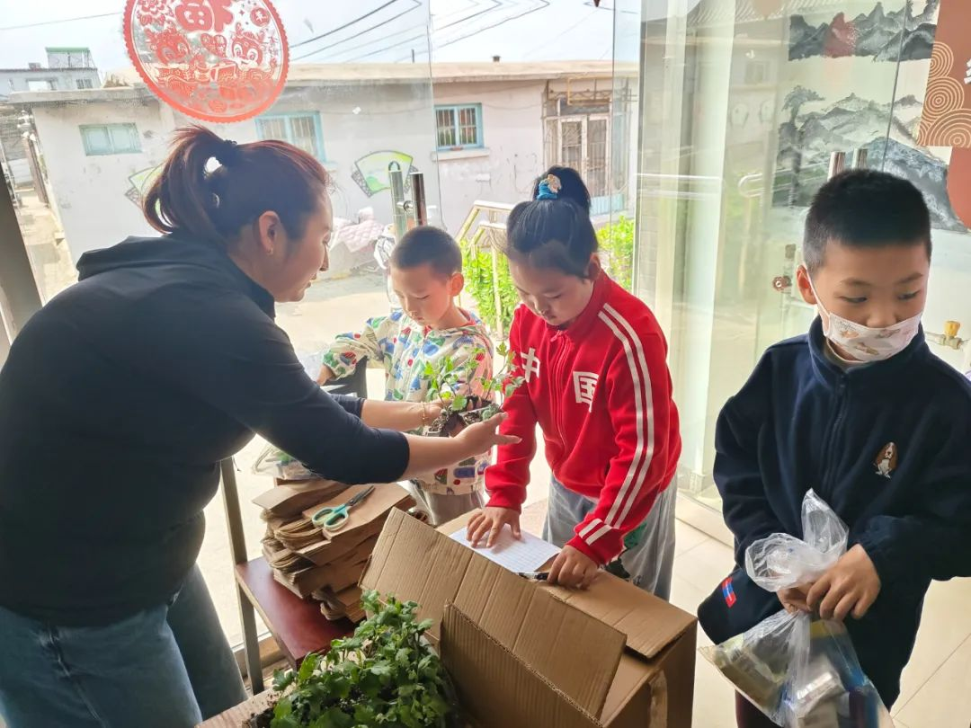 山海关景区金秋菊展全民认养菊花活动如火如荼开展中