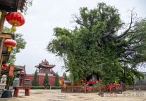 升华的大槐树 华夏文明的信仰共同体