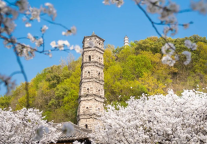 从赏花游到花经济生态圈，解码台州府城的的蝶变与新生