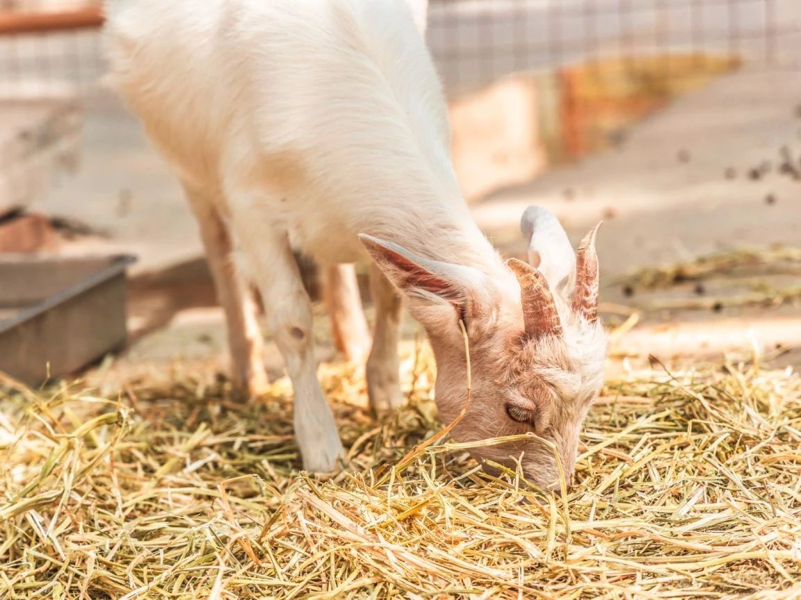 云丘山景区朵拉萌宠乐园正式闭园啦，2024感谢有您！