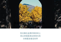 雅阁酒店集团|银杏黄，拾起大理玉洱路的“金色浪漫”