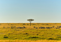 非洲国家多举措助推旅游业发展