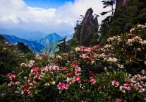 每日一图 | 春回三清“秀”天下