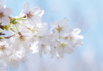 全国多地景区发布3月免票优惠政策