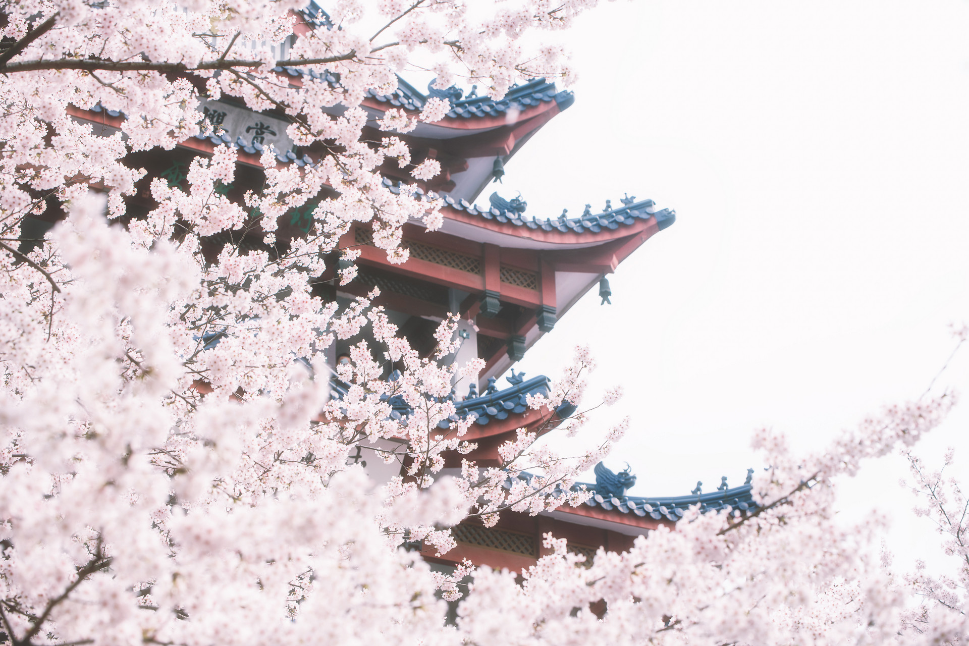 摄图网_501229963_banner_唯美樱花（企业商用）.jpg