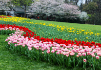 2024年清明节假期国内旅游出游1.19亿人次，国内游客出游花费539.5亿元