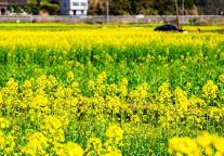 明月山的油菜花开啦，大片春日浪漫等你来拍！