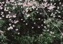 在武功山拍到油画中的春日浪漫！