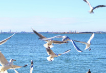 昆明元旦假日接待国内游客359.12万人次 实现旅游收入27.17亿元