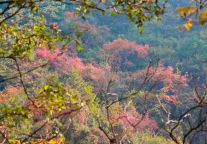 云丘山金秋满山红！人少景美！速来！