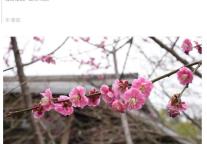 雅阁酒店集团|梅春有约，花期不误