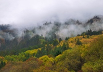 昆嵛山国家森林公园：禁止携带中大型犬进入景区